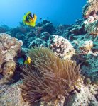 scuba-diving-red-sea.jpg